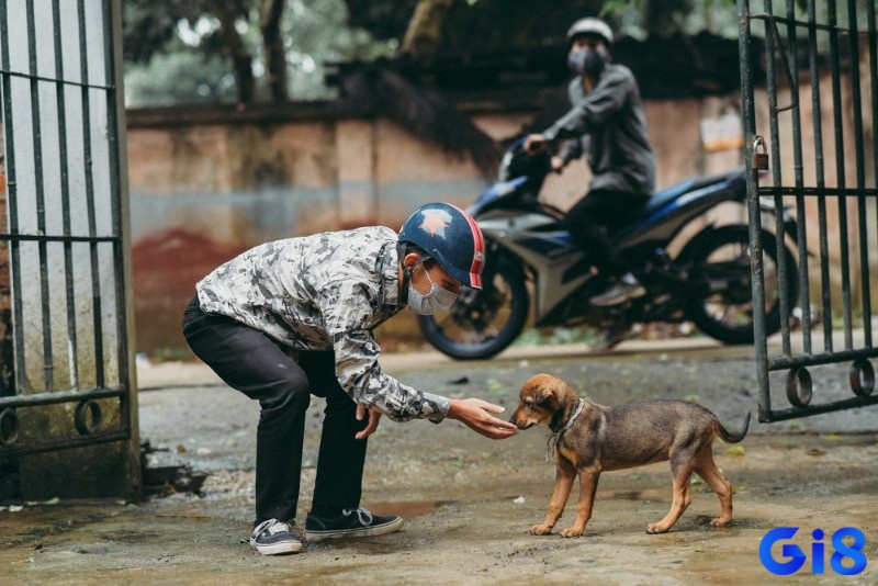 Mộng thấy trộm chó báo hiệu sự ảnh hưởng đến tài chính