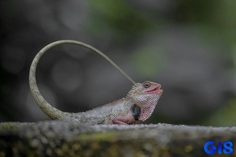 Tắc kè đánh số mấy để cuộc đời nở hoa?