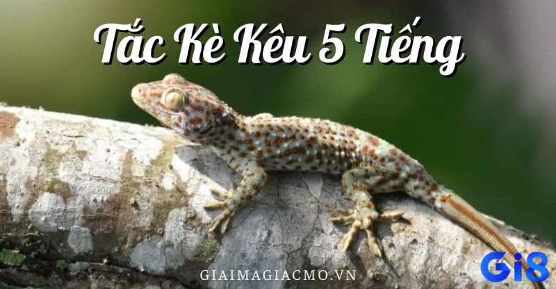 Tắc kè kêu 5 tiếng là may mắn hay xui xẻo là câu hỏi thú vị