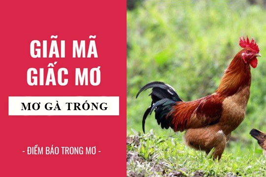 Mơ thấy gà trống đánh con gì? Điềm báo giấc mơ gà trống là gì?