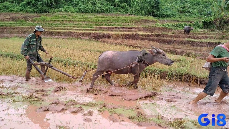 Giấc mơ về trâu cày ruộng gầy yếu biểu thị sự thiếu năng lượng và mệt mỏi trong cuộc sống