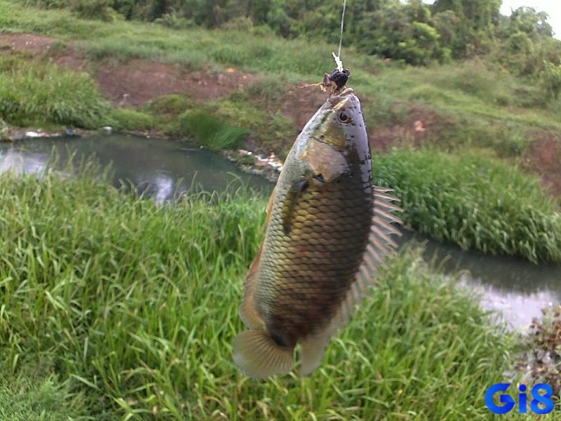 Nằm mơ thấy cá rô đồng tượng trưng cho sự giàu có, sự phát triển cá nhân và khả năng kiên trì trong cuộc sống.