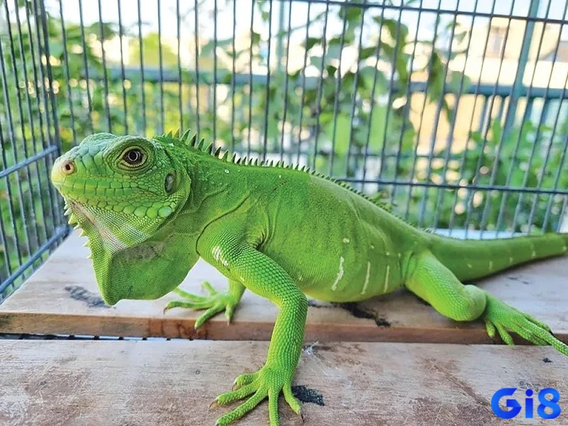 Chiêm bao thấy kỳ nhông khổng lồ mang đến sự biến đổi trong cuộc sống 