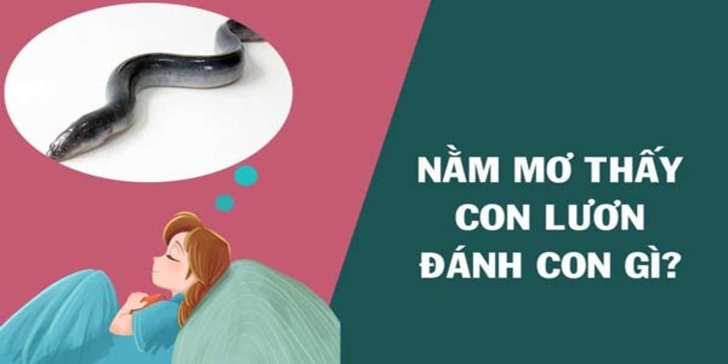 Mơ thấy lươn đánh đề con gì? Giải mã ý nghĩa, điềm báo chi tiết