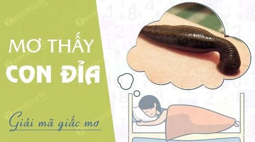 Nằm mơ thấy đỉa đánh đề con gì may mắn, dễ trúng nhất