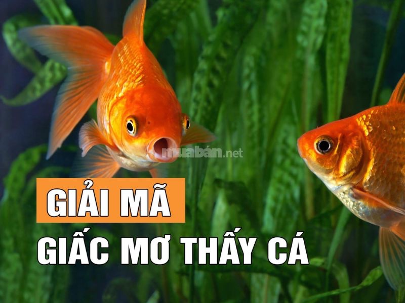 Mơ thấy nhiều cá đánh đề con gì? Giải mã ý nghĩa giấc mơ